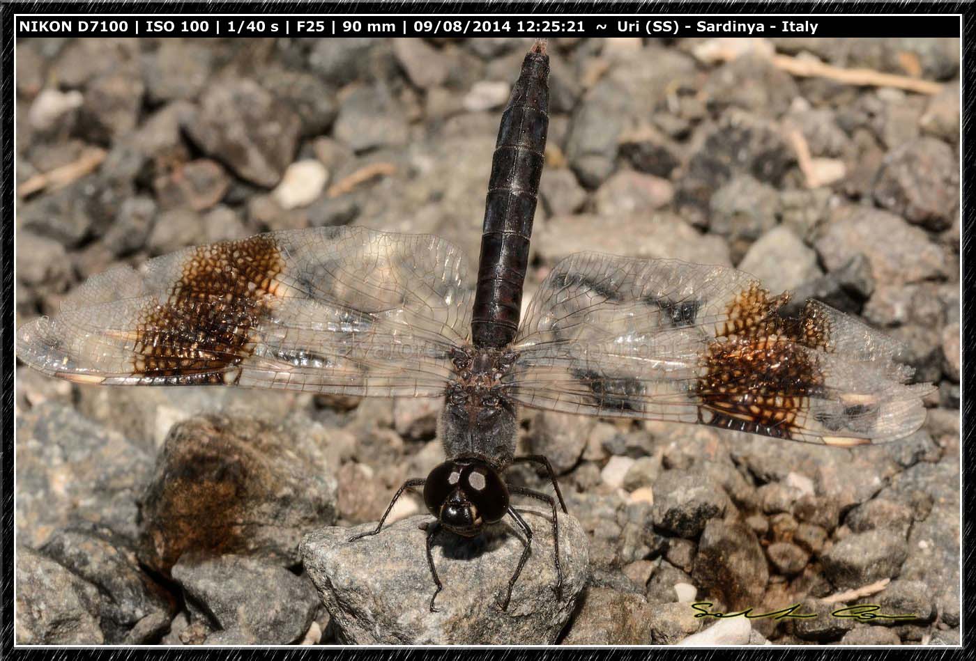 Brachythemis impartita (Karsch, 1890)